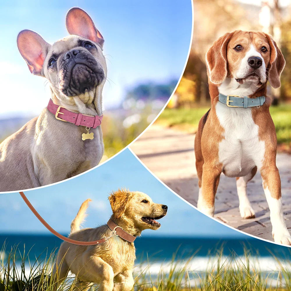 Harnesses and Collars