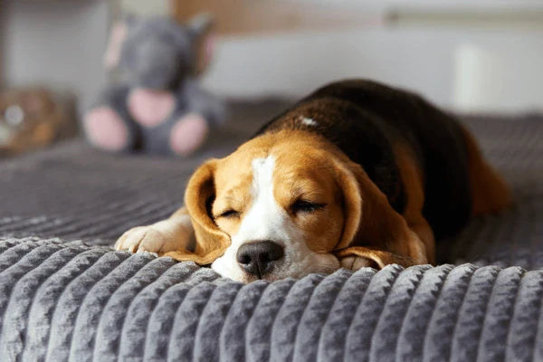 Pet Beds