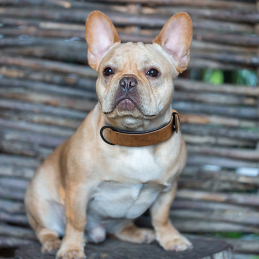 Soft Padded Leather Dog Collar